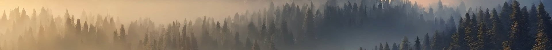 Website banner with foggy forest